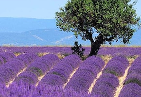 Alpes-de-Haute-Provence