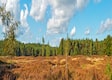 Veluwe