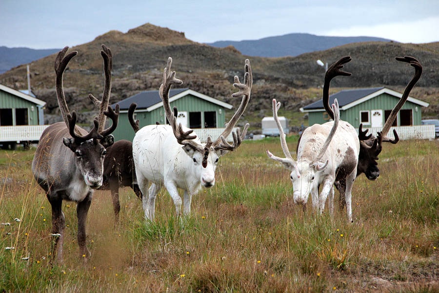 NAF Nordkapp Camping