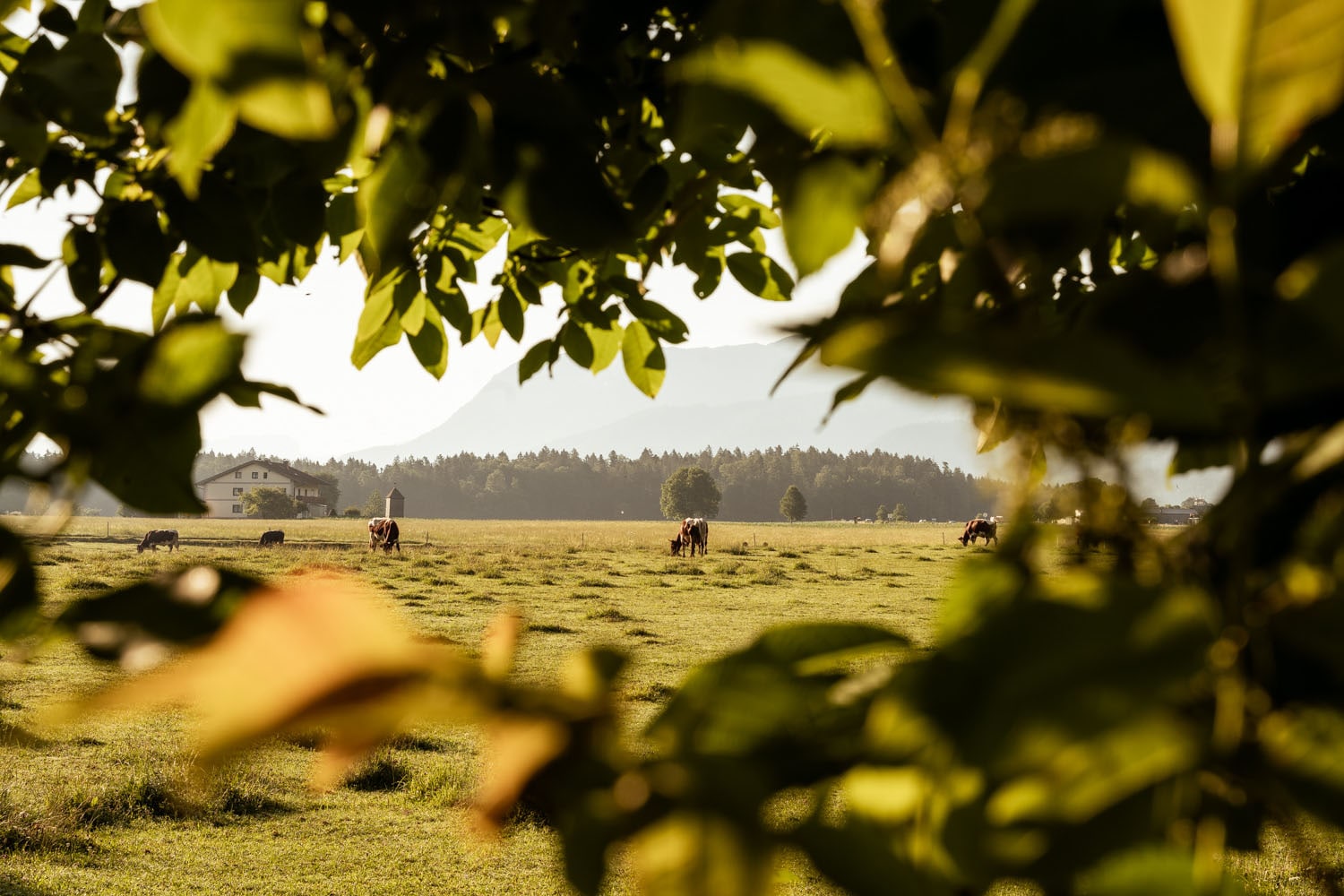 hngematte fr hunde Henry Wag Auto-Hngematte fr Hunde  Autodecke fr Hunde  SpirePets.nl